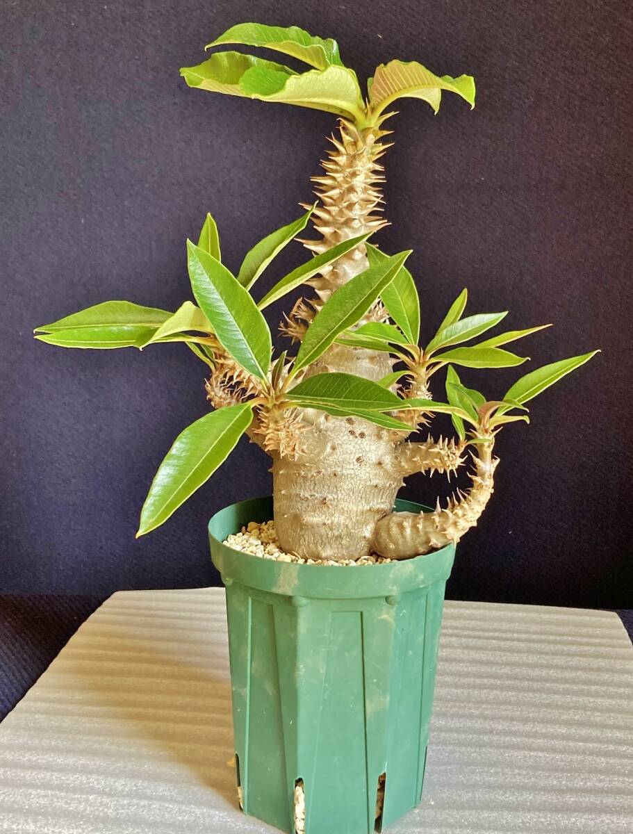 パキポディウム ウィンゾリー 実生 大型 発根済　鉢ごと発送　検） パキプス グラキリス アデニア_画像1