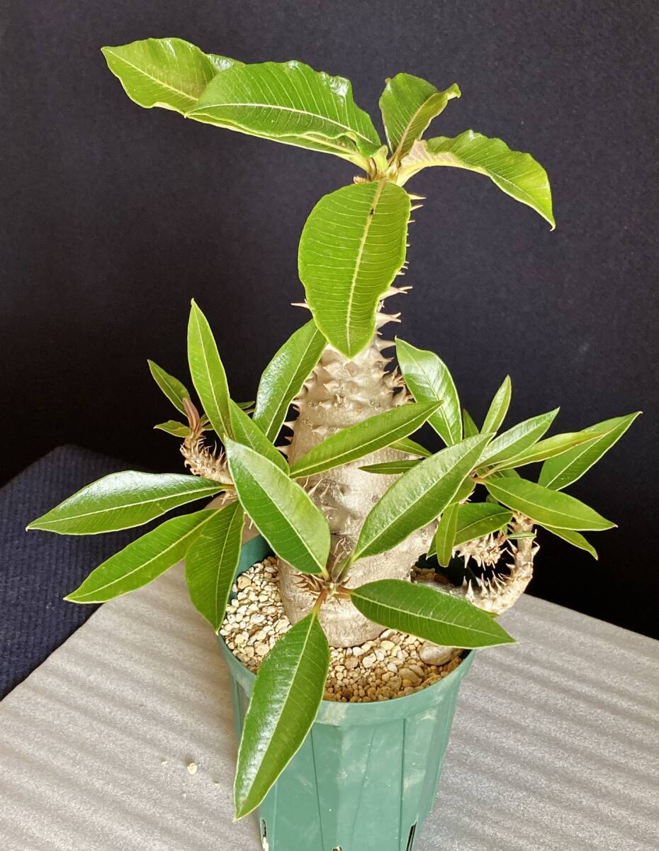 パキポディウム ウィンゾリー 実生 大型 発根済　鉢ごと発送　検） パキプス グラキリス アデニア_画像8