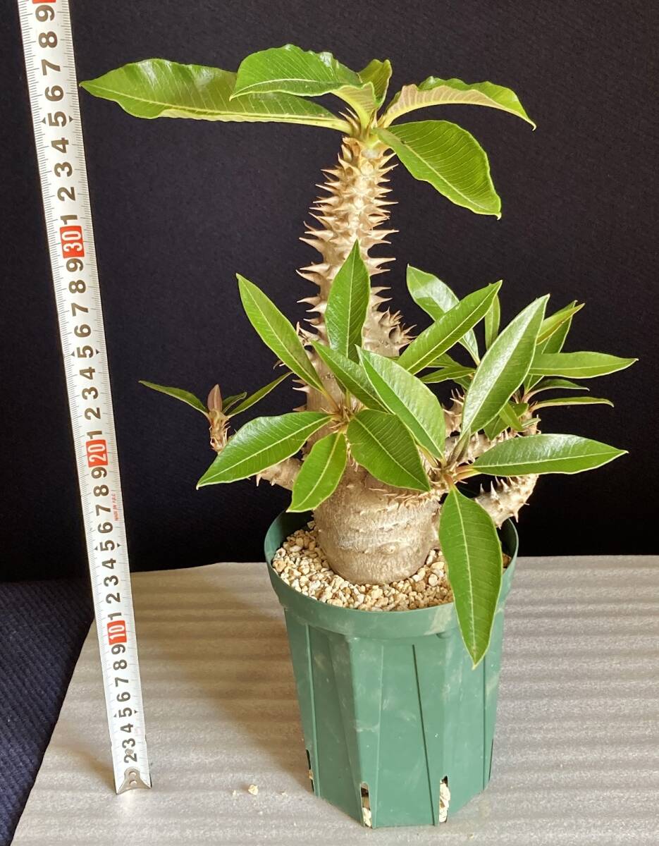 パキポディウム ウィンゾリー 実生 大型 発根済　鉢ごと発送　検） パキプス グラキリス アデニア_画像9