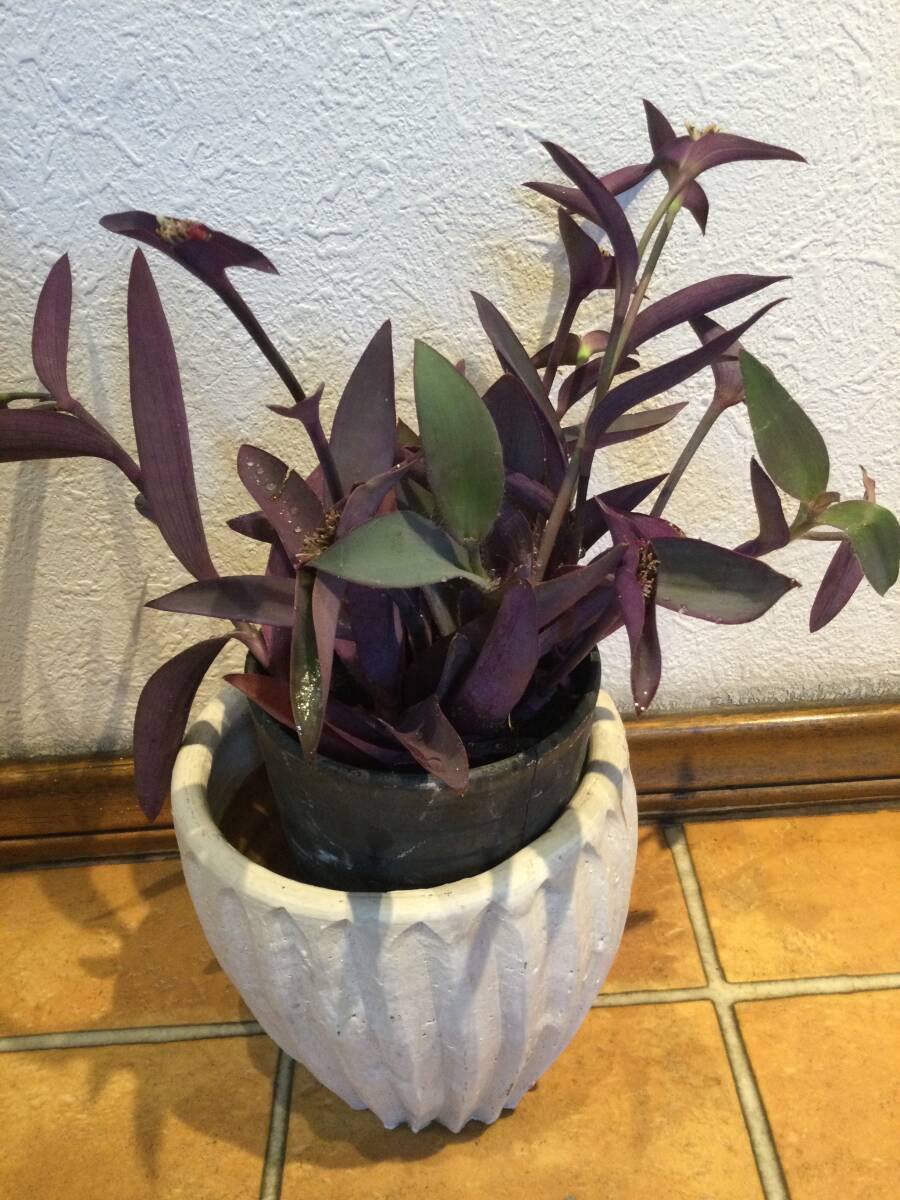 **送料210円／ムラサキゴテン7〜8本 根っこあり ※現在鉢に土を入れて管理中の画像4