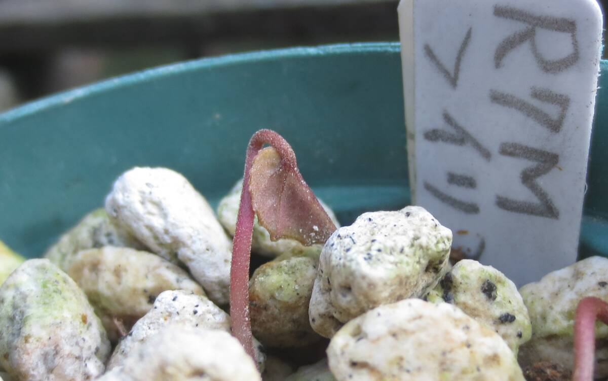 斑入り 原種シクラメン コウム コーム  R７Mの画像6