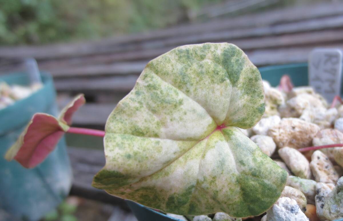 斑入り 原種シクラメン コウム コーム  R７Mの画像4