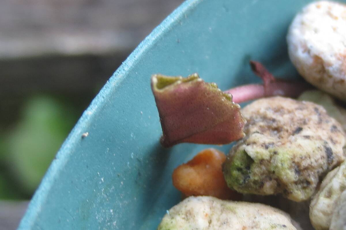 斑入り 原種シクラメン コウム コーム  R７Mの画像7