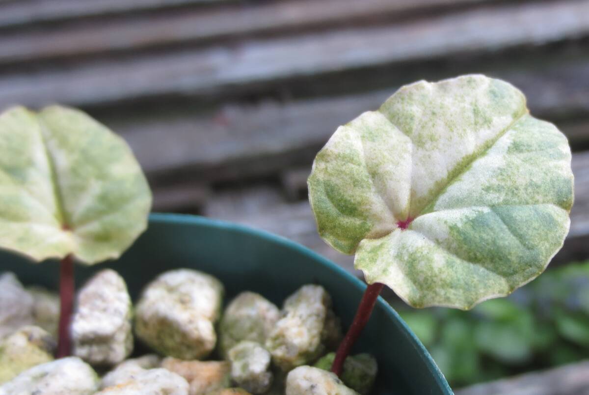 斑入り 原種シクラメン コウム コーム  R７ Kの画像5