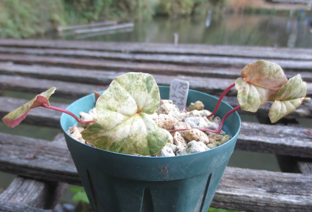 斑入り 原種シクラメン コウム コーム  R７Mの画像1