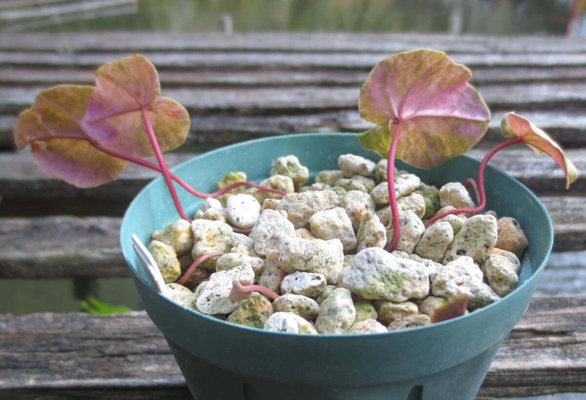 斑入り 原種シクラメン コウム コーム  R７Mの画像8