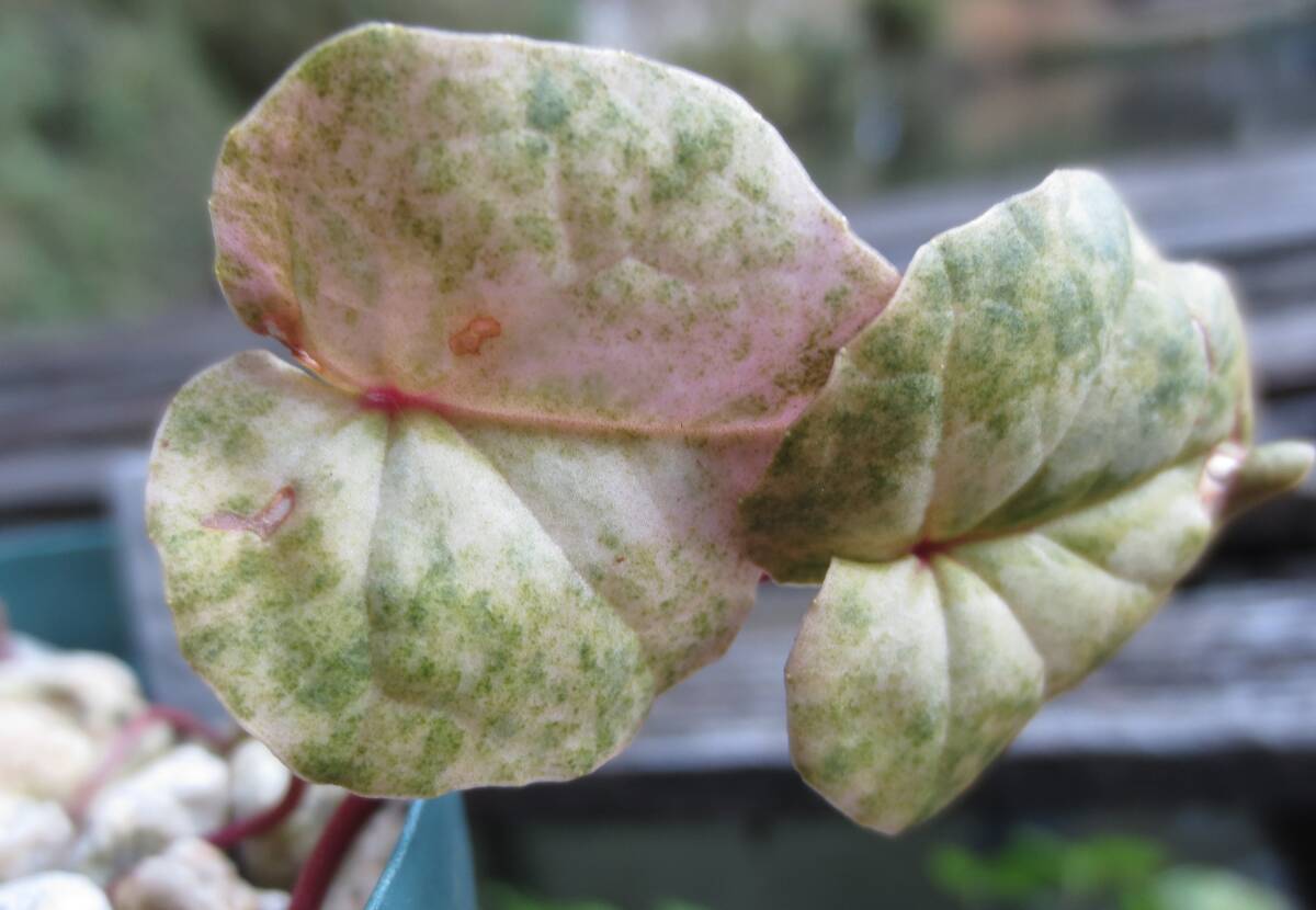 斑入り 原種シクラメン コウム コーム  R７Mの画像5