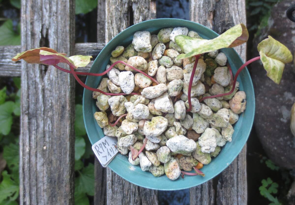 斑入り 原種シクラメン コウム コーム  R７Mの画像2