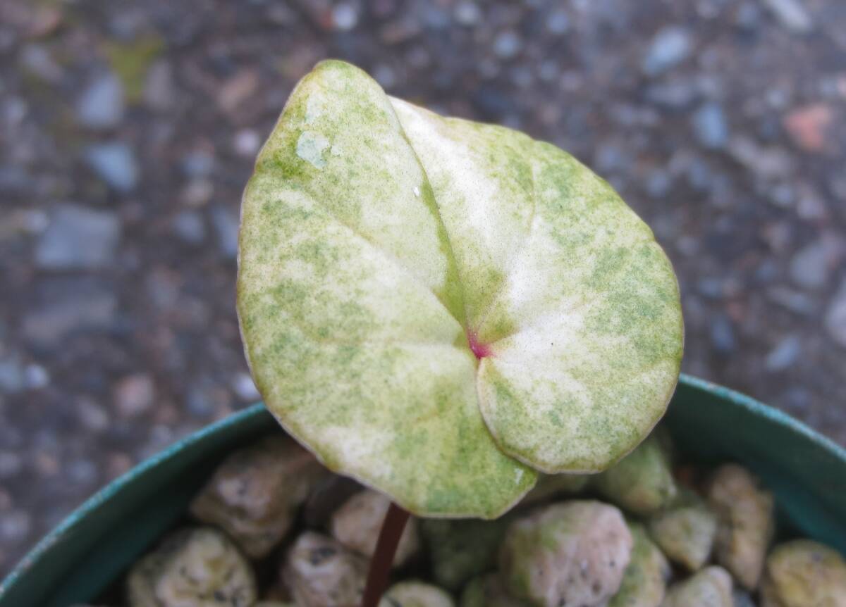 斑入り 原種シクラメン コウム コーム  R７ Jの画像4