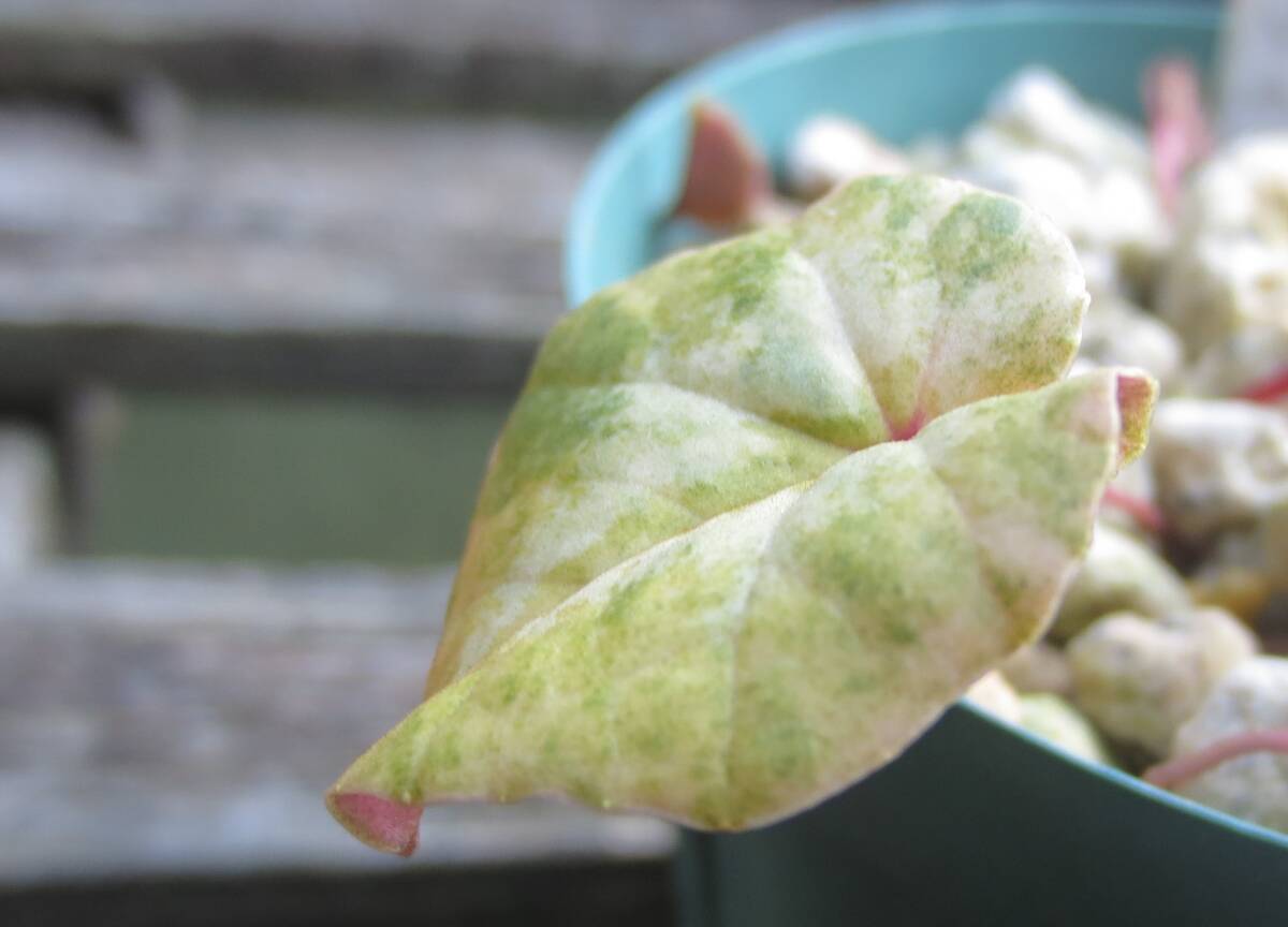 斑入り 原種シクラメン コウム コーム  R７Mの画像3