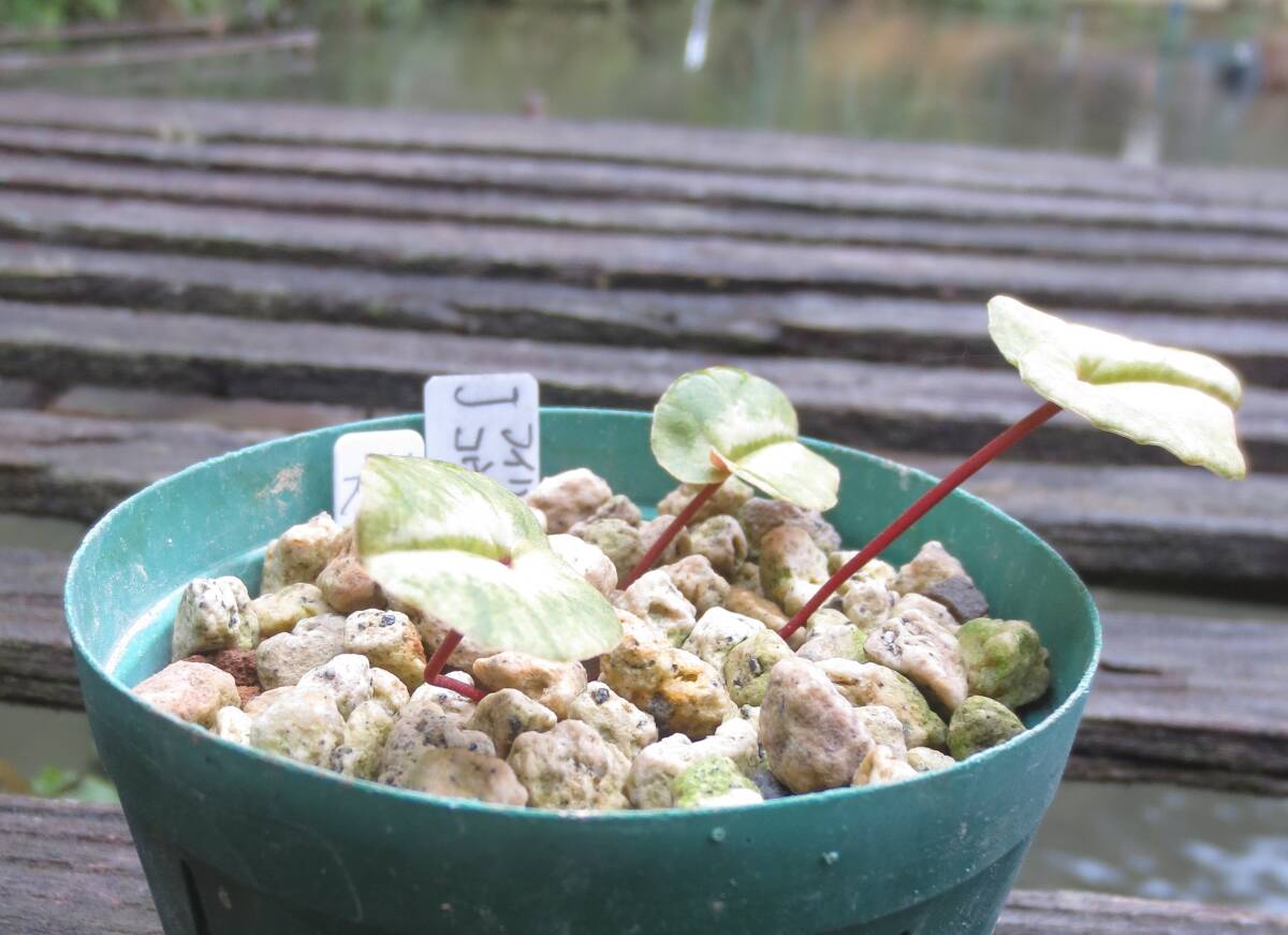 斑入り 原種シクラメン コウム コーム  R７ Jの画像1