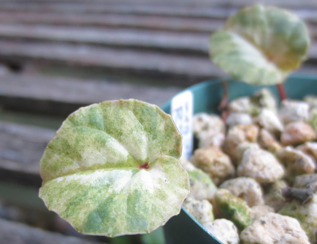 斑入り 原種シクラメン コウム コーム  R７ Kの画像4