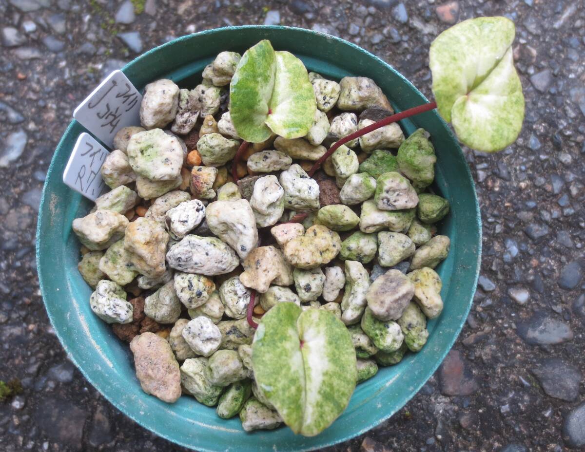 斑入り 原種シクラメン コウム コーム  R７ Jの画像2