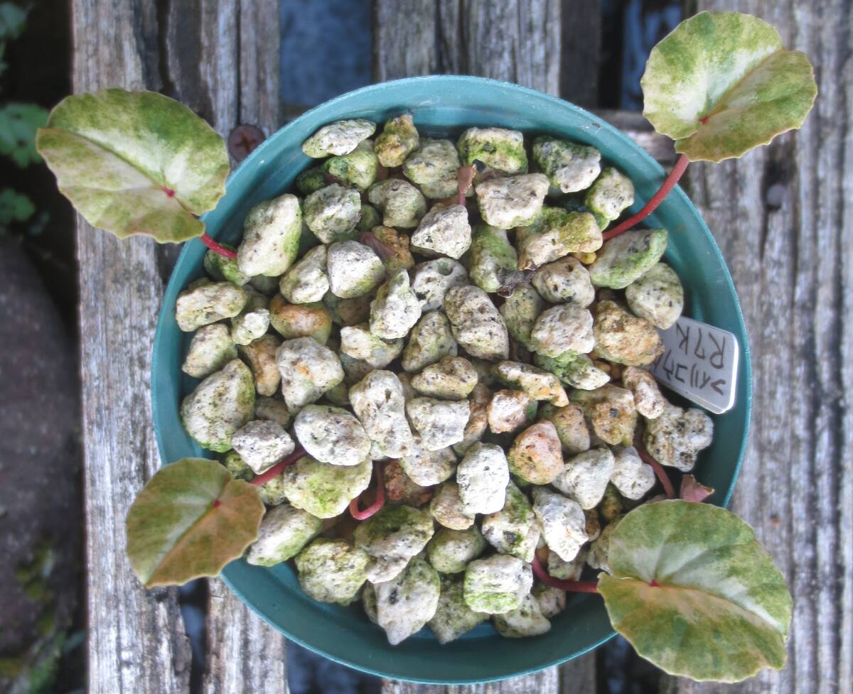 斑入り 原種シクラメン コウム コーム  R７ Kの画像2