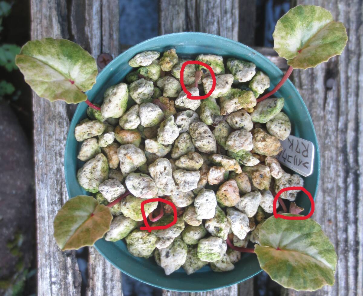 斑入り 原種シクラメン コウム コーム  R７ Kの画像7