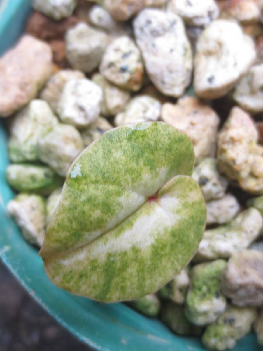 斑入り 原種シクラメン コウム コーム  R７ Jの画像5