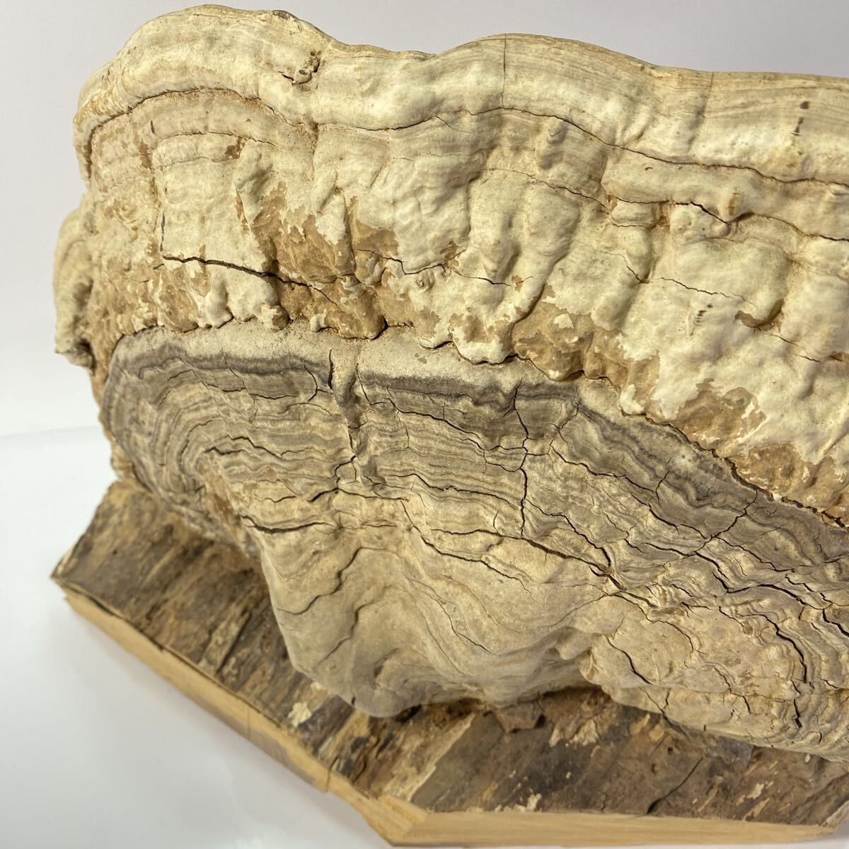 さるのこしかけ サルノコシカケ 置物 オブジェ インテリア レトロ _画像5