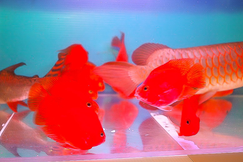 レッドアロワナに最適!キングコングパッロトCHIBI 真っ赤なプチトマトカラーで人気!!!アロワナの目垂れ防止に!!±7~9cm±_画像3