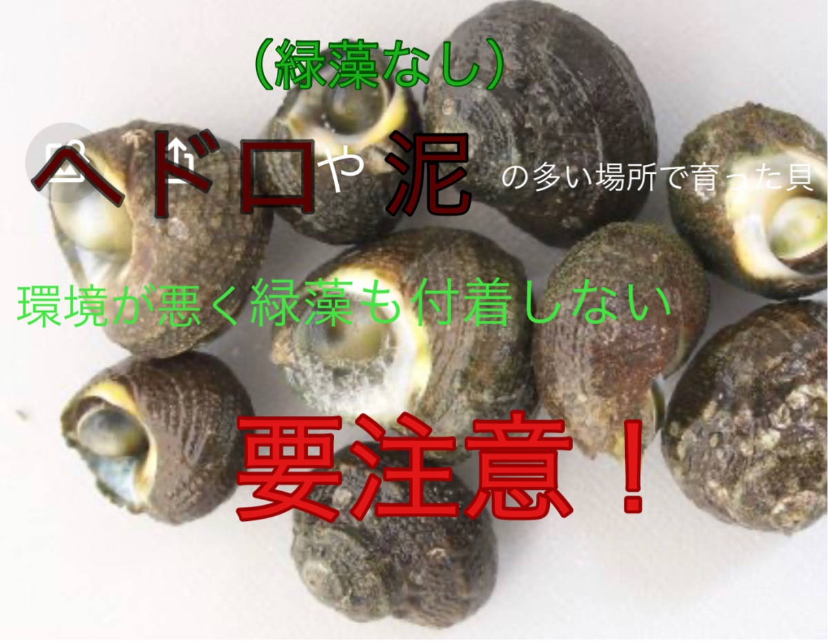 シッタカ最強貝(スガイ貝) 30個+α 2300円 大分県産_画像3