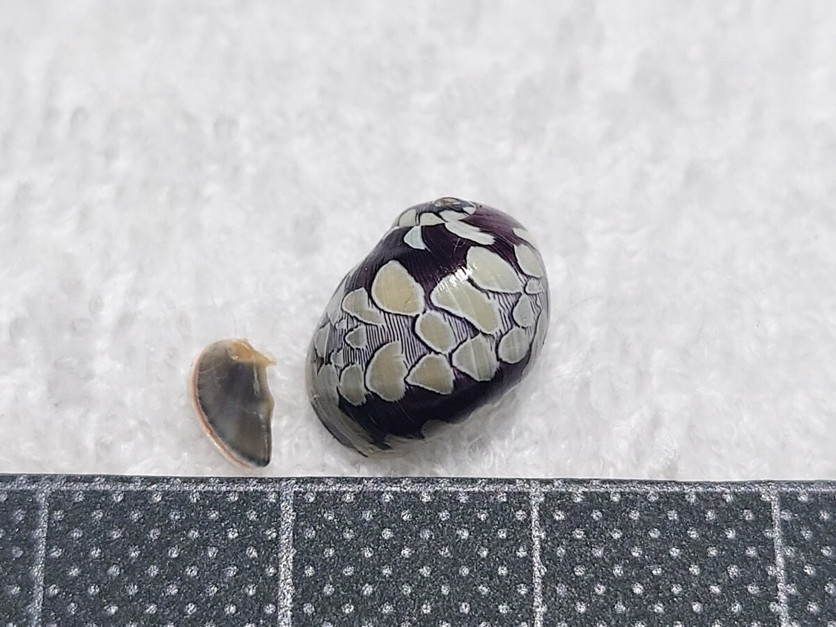 ☆貝☆貝殻☆標本☆ ヒメカノコ 18_画像1