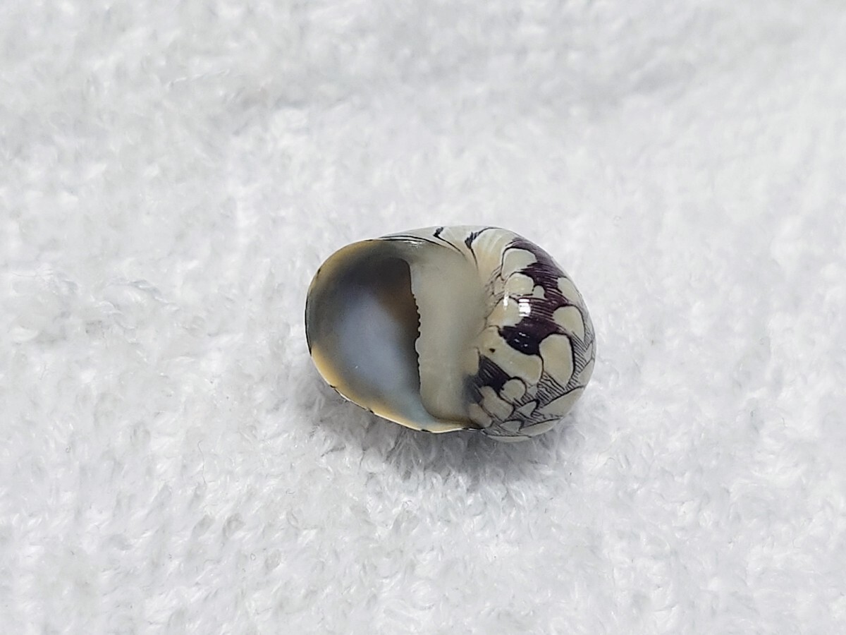 ☆貝☆貝殻☆標本☆ ヒメカノコ 18_画像3