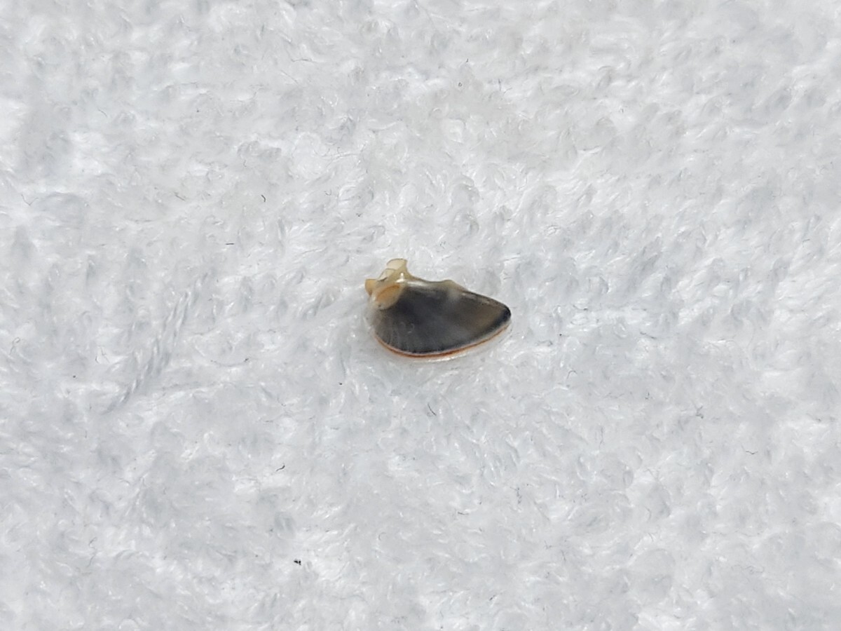☆貝☆貝殻☆標本☆ ヒメカノコ 18_画像4