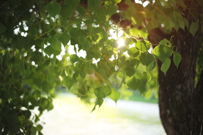 LIGHT LENS LAB M 35mm f/2 ライカＭマウント 単焦点レンズ 標準 周八枚 8枚玉 ライカMマウントレンズ 交換レンズ シルバー_画像4