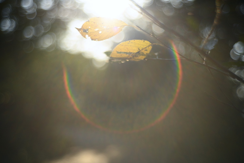 LIGHT LENS LAB M 50mm f/2 ブラスゴールド【世界限定200セット】(フード、UVフィルター付属)Mマウント 周Elcan_画像8