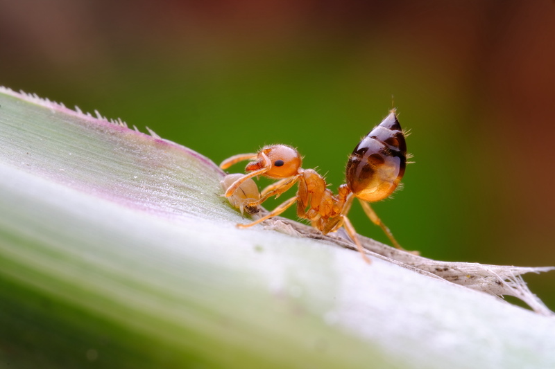 銘匠光学 TTArtisan 100mm f/2.8 MACRO 2X キヤノンEFマウント中望遠レンズ マクロ 単焦点 フルサイズ efレンズ_画像10