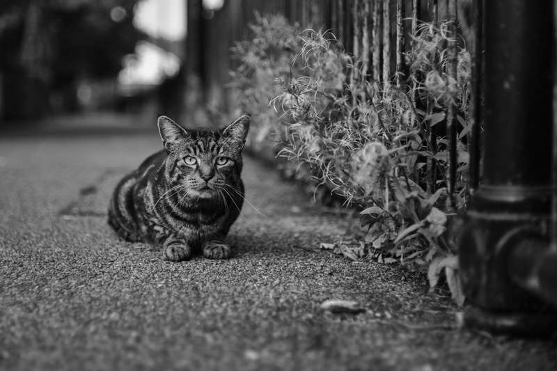 七工匠 7Artisans 35mm F1.4 II ソニーEマウント 単焦点レンズ 国内正規品 2年保証 APS-C 標準 マニュアルフォーカス_画像9