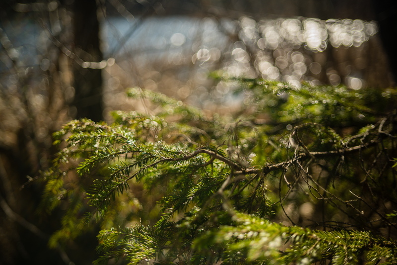 TTArtisan 35mm T2.1 シネマレンズ Lマウント フルサイズ 単焦点レンズ 国内正規品 保証2年 標準 ライカ シグマ 銘匠光学_画像6