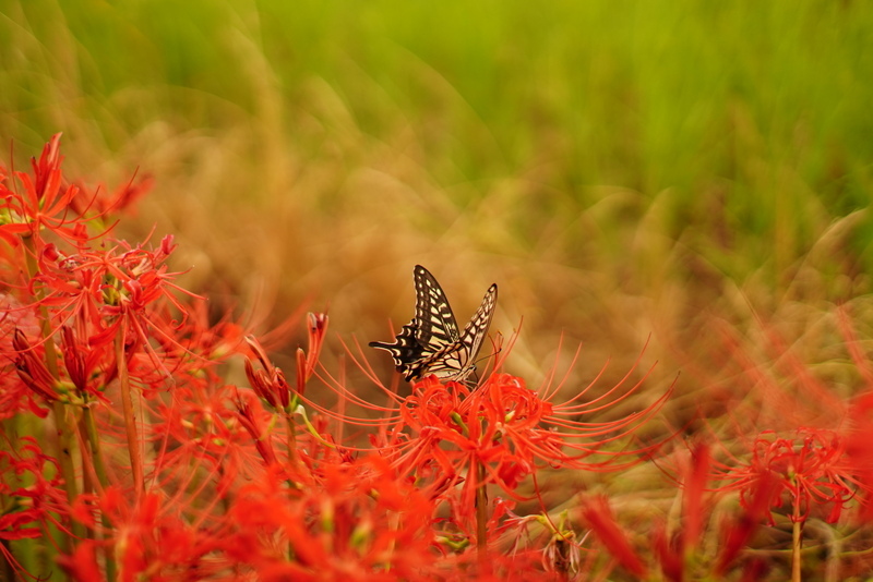 七工匠 7Artisans 35mm F1.4 III キヤノンRFマウント 単焦点レンズ 標準 rfレンズ フルサイズ 大口径 軽量 交換レンズ_画像8