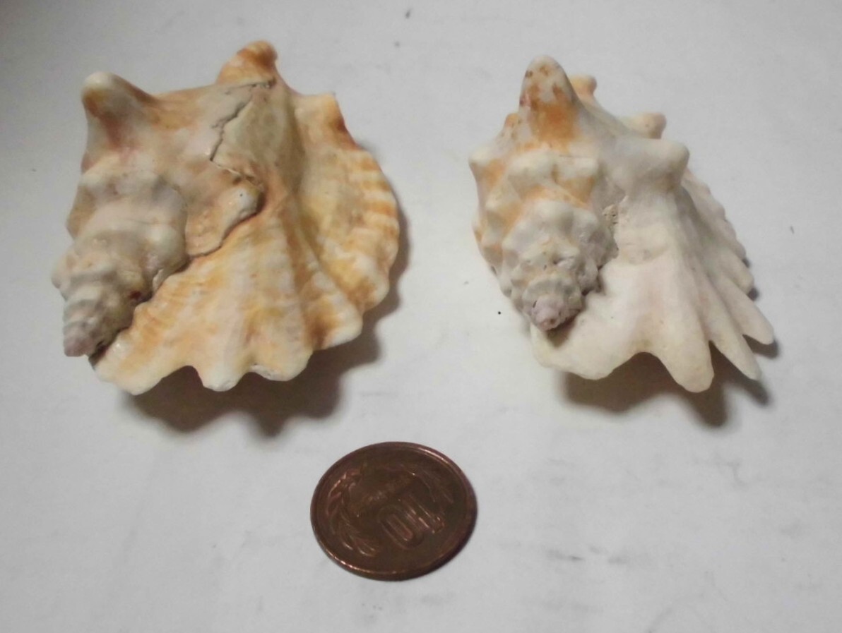 X177 ヒメゴホウラ/姫護法螺 2個セット 貝殻 標本 _画像4