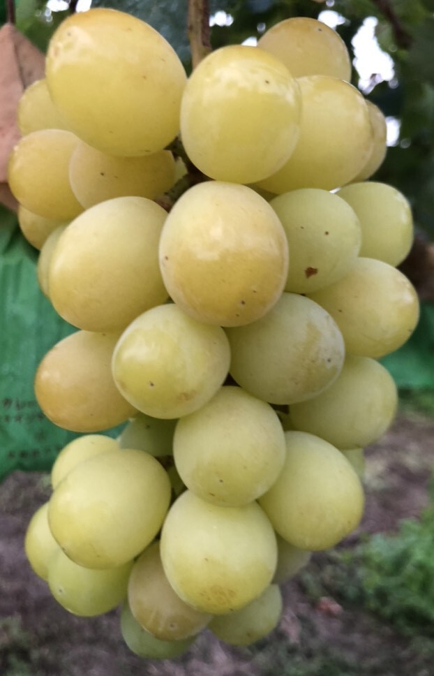 粒売りゴールデンシャインマスカット山梨県産箱込1ｋ数量限定/(_画像1