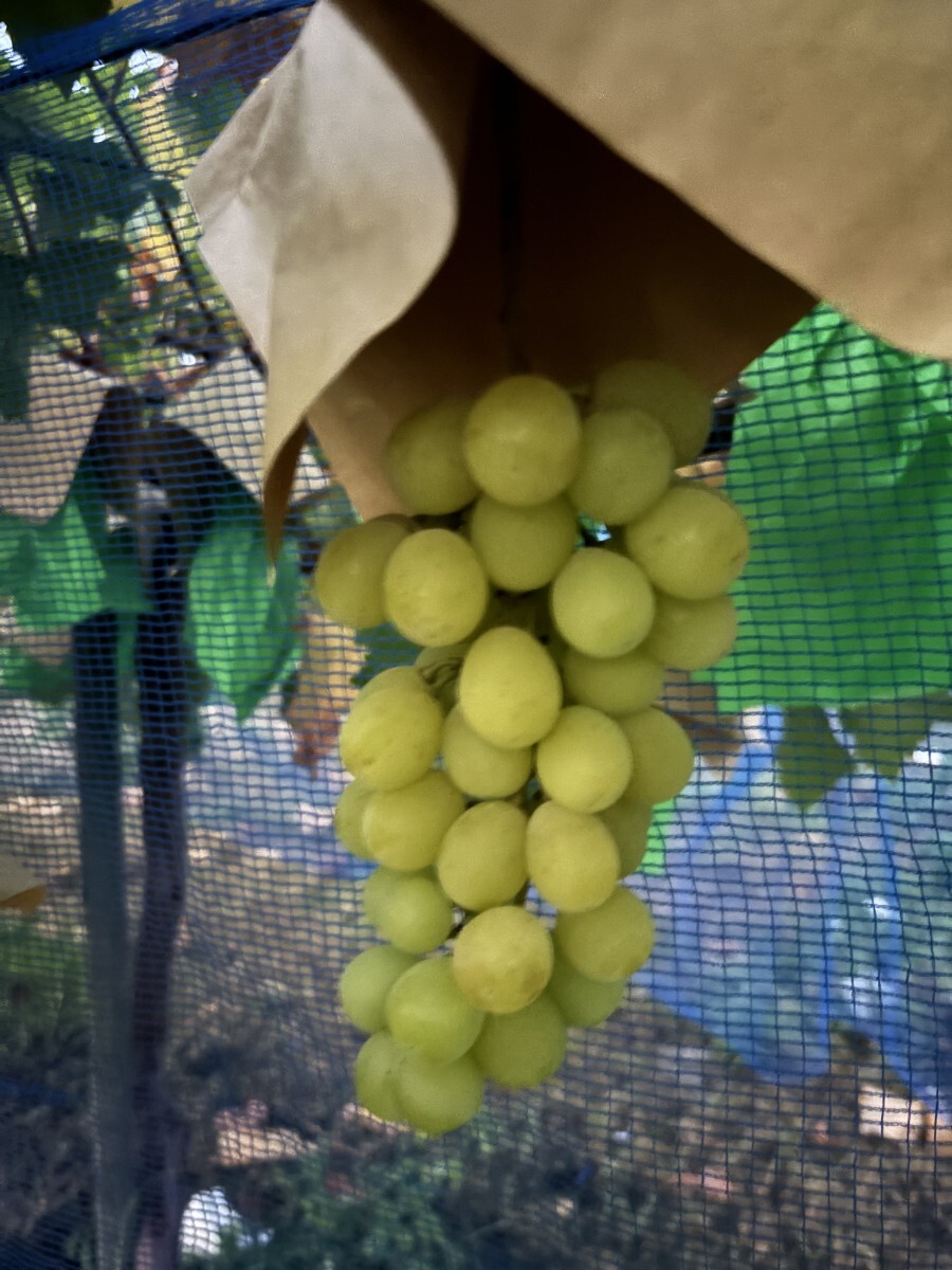 粒売りゴールデンシャインマスカット山梨県産箱込1ｋ数量限定/(_画像2