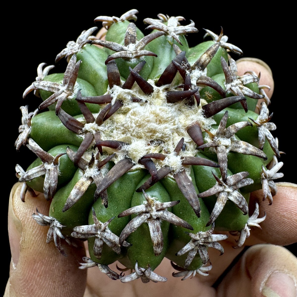 147E ギガンティア Discocactus 猫爪円盤玉 サボテン 極上品 の画像3