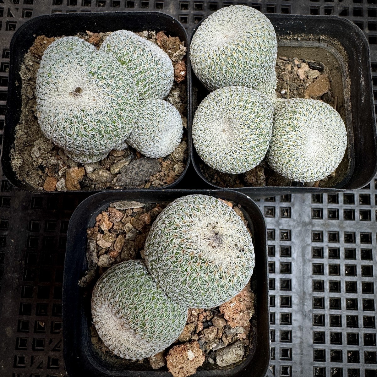 125A サボテン 多肉植物 エピテランサ　月世界実生苗　Epithelantha　micromeris 3株同梱 _画像1