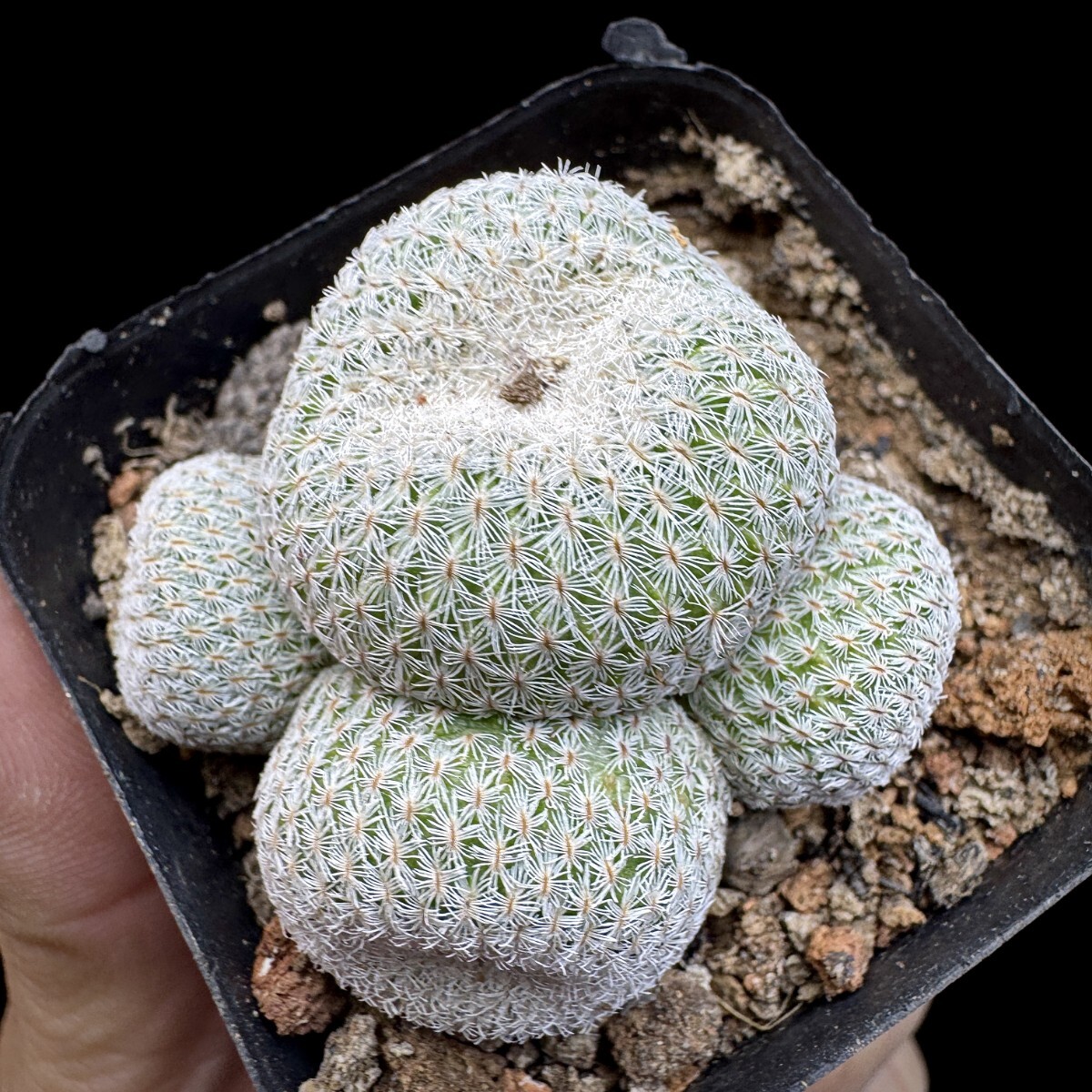 125A サボテン 多肉植物 エピテランサ　月世界実生苗　Epithelantha　micromeris 3株同梱 _画像3