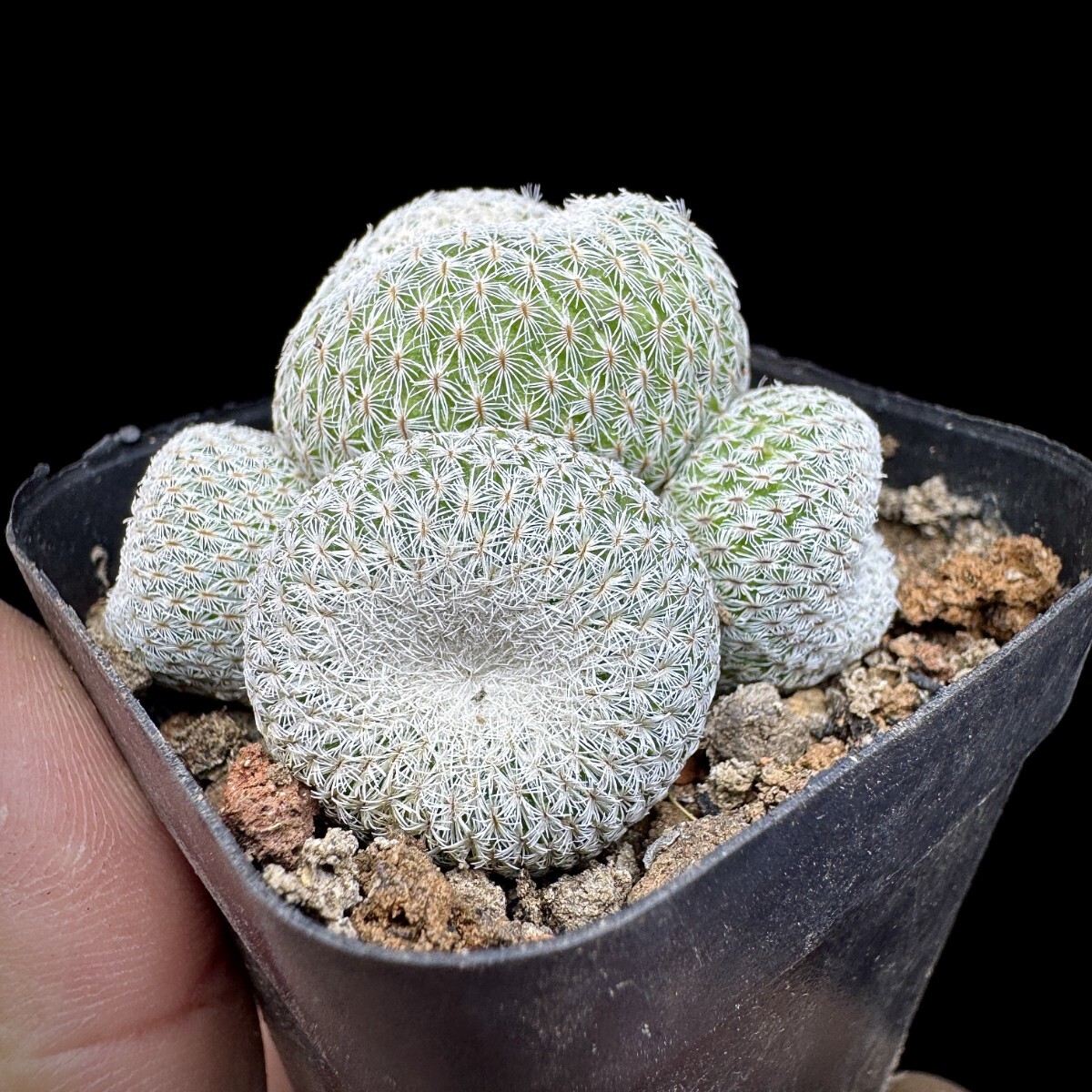 125A サボテン 多肉植物 エピテランサ　月世界実生苗　Epithelantha　micromeris 3株同梱 _画像4