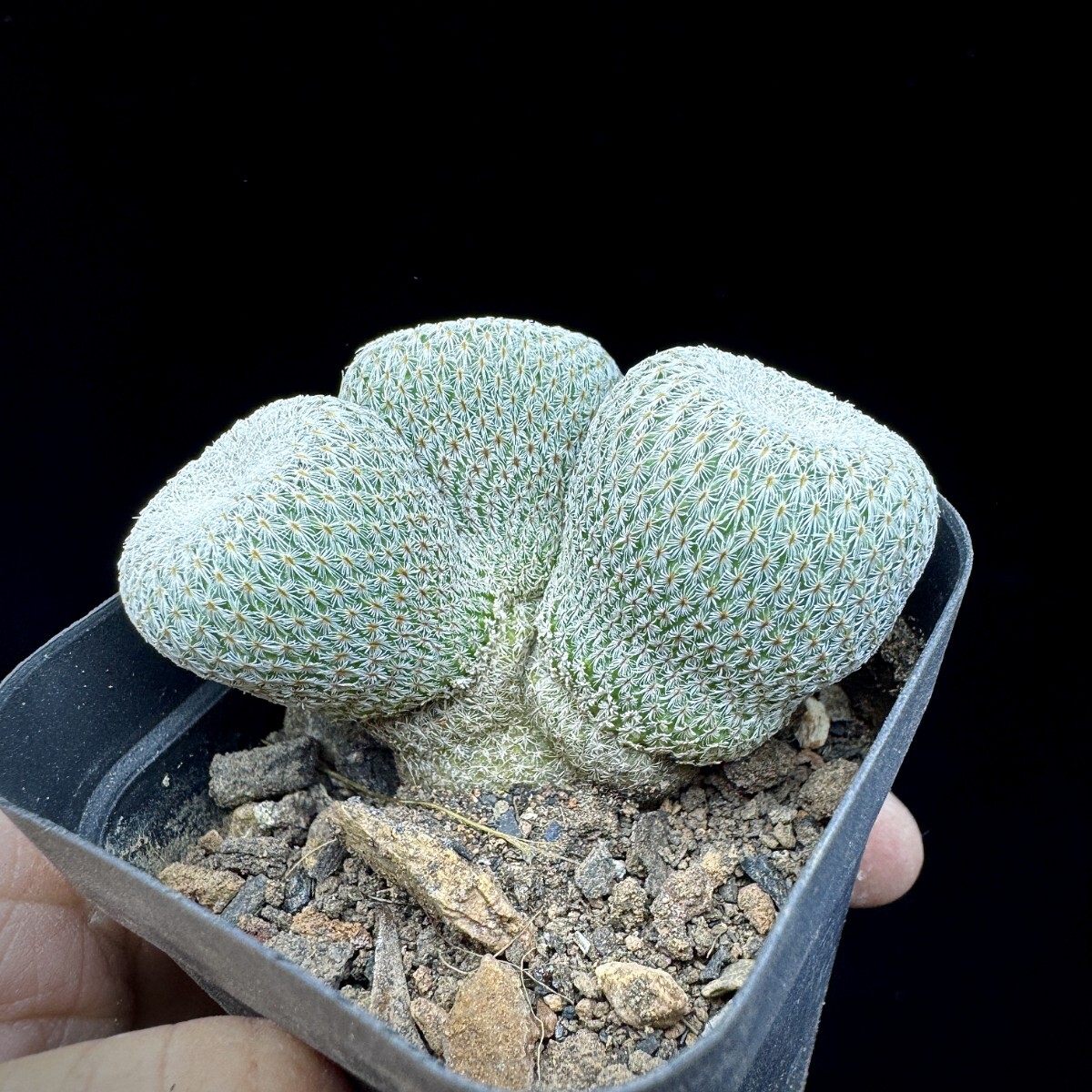 125A サボテン 多肉植物 エピテランサ　月世界実生苗　Epithelantha　micromeris 3株同梱 _画像7