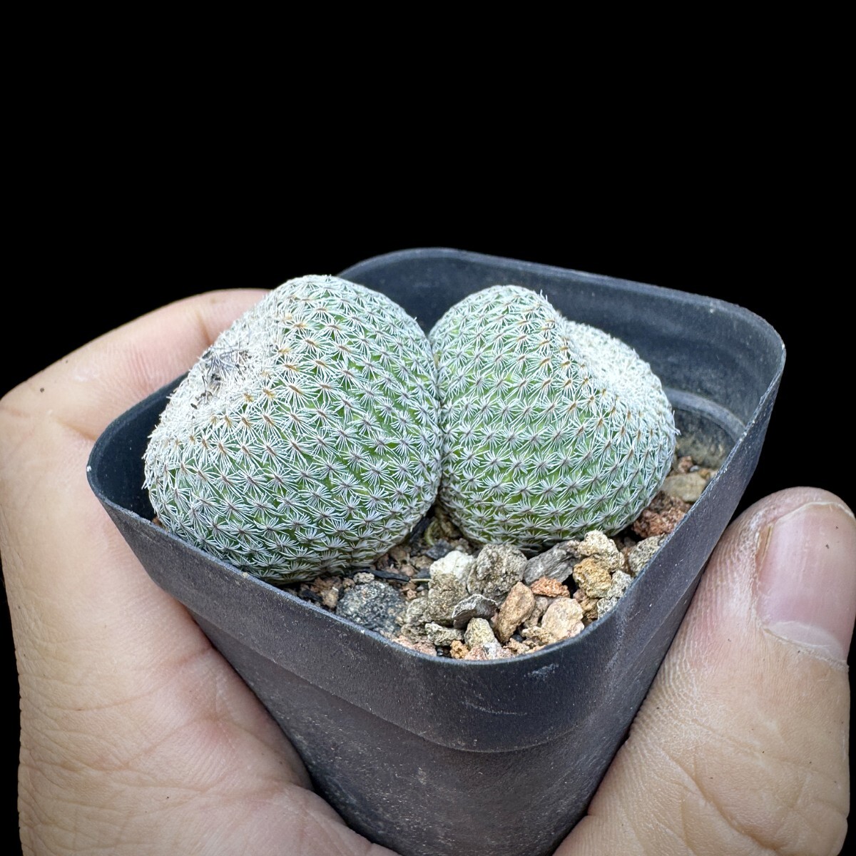 125A サボテン 多肉植物 エピテランサ　月世界実生苗　Epithelantha　micromeris 3株同梱 _画像8