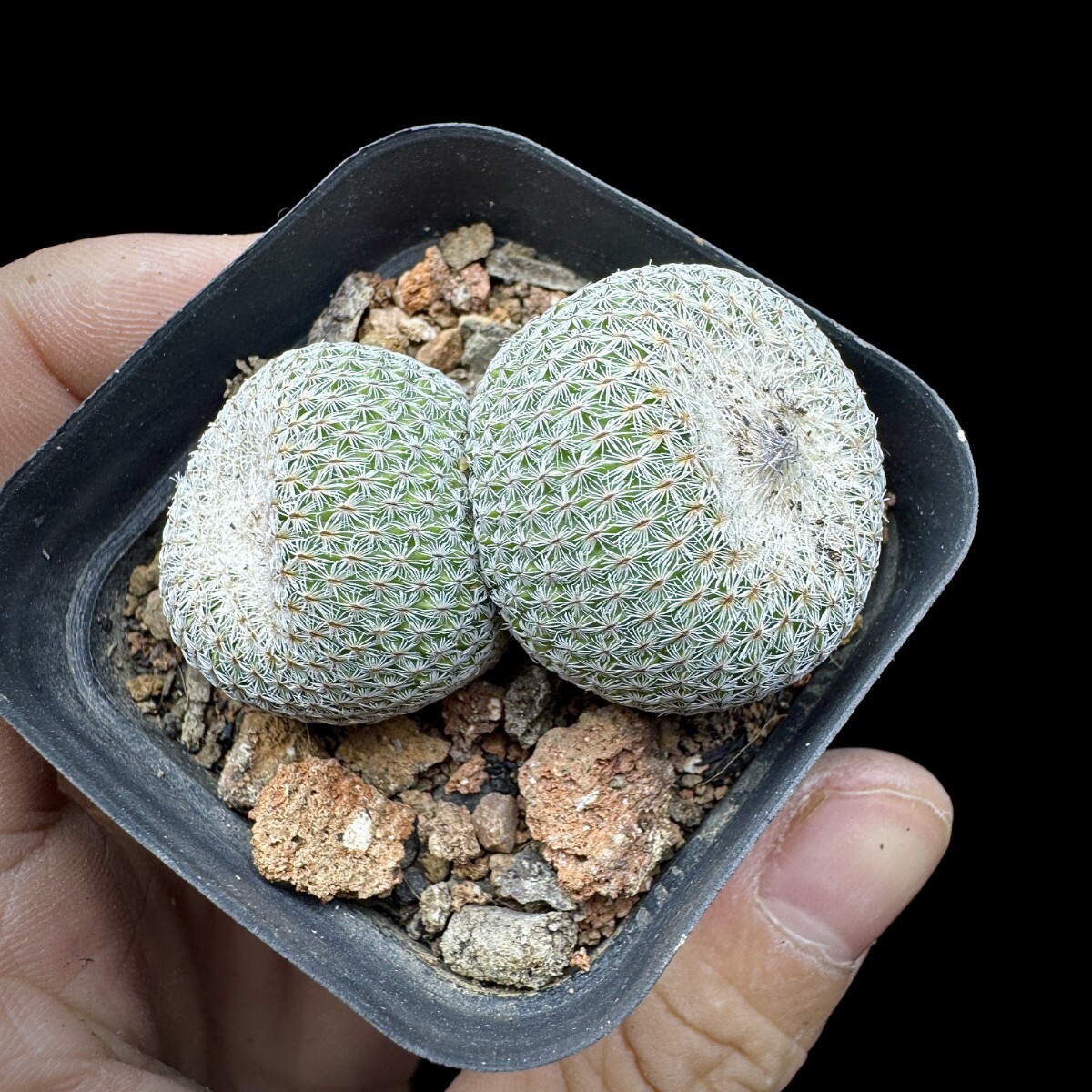 125A サボテン 多肉植物 エピテランサ　月世界実生苗　Epithelantha　micromeris 3株同梱 _画像9