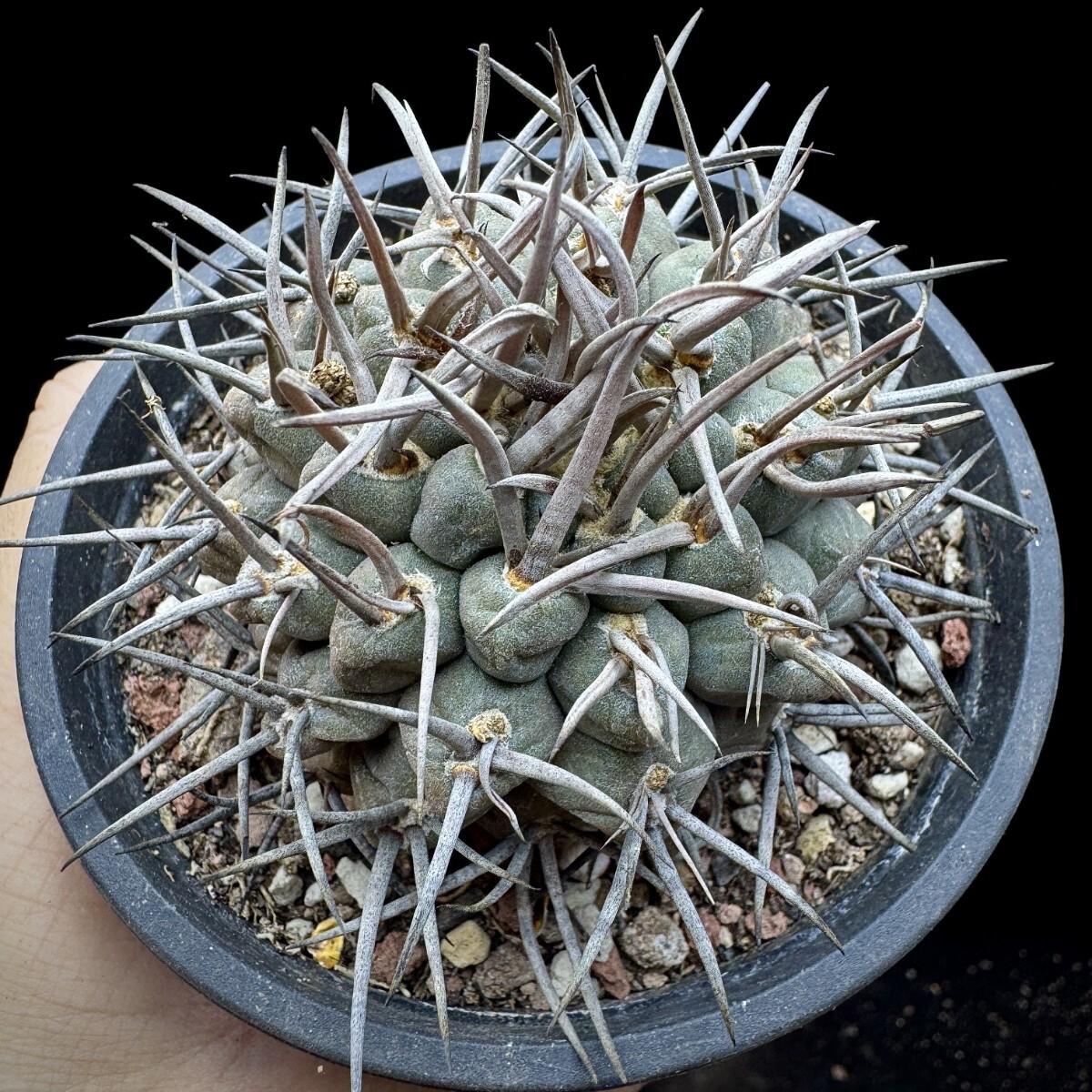 142A サボテン 多肉植物 ギムノカリキウム 守金魔天竜_画像1