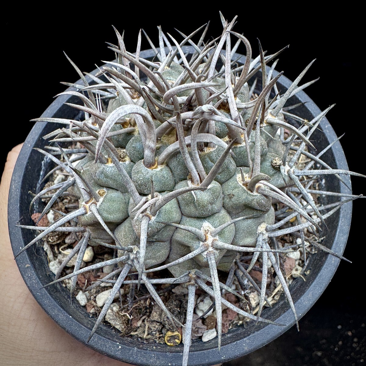 142A サボテン 多肉植物 ギムノカリキウム 守金魔天竜_画像2