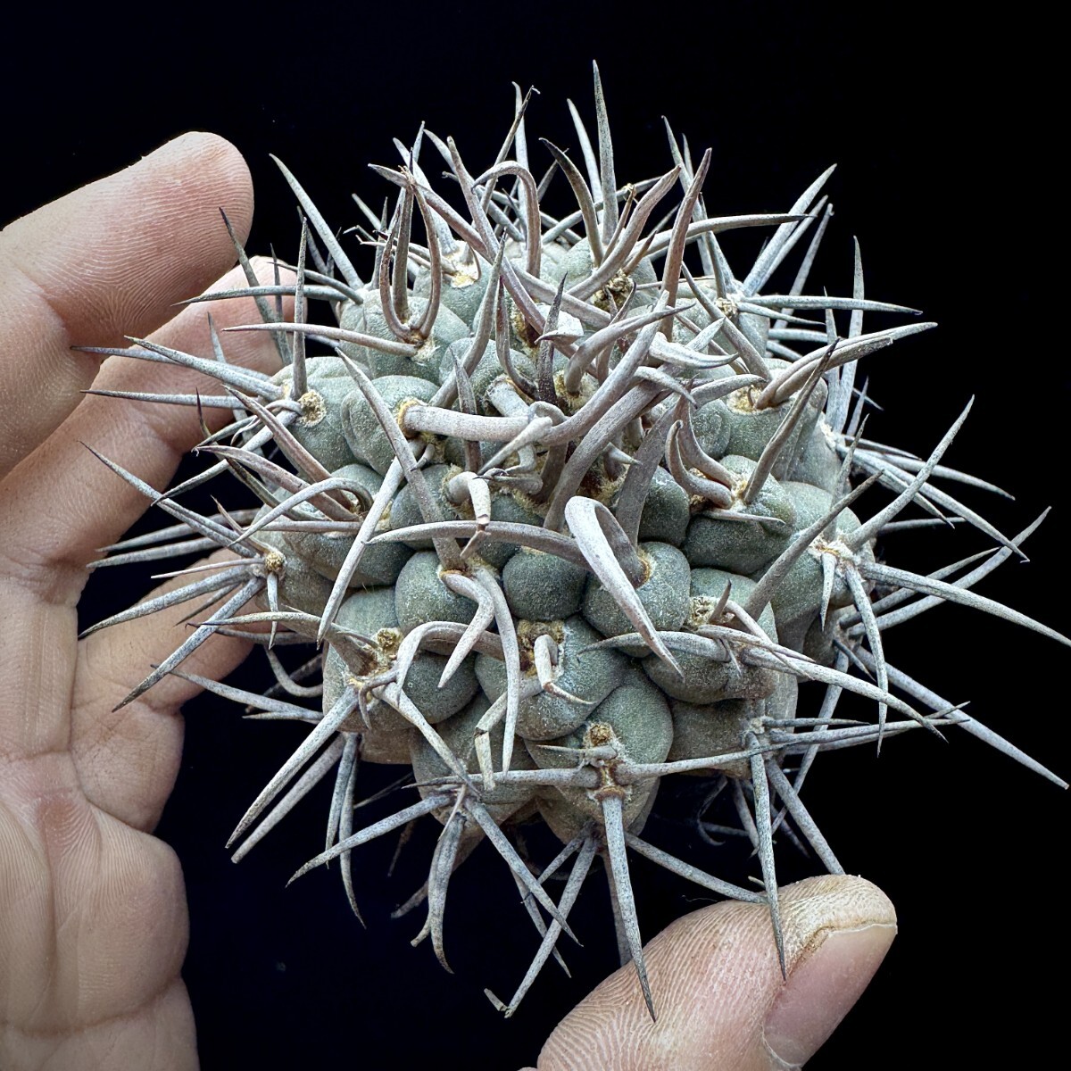 142A サボテン 多肉植物 ギムノカリキウム 守金魔天竜_画像3