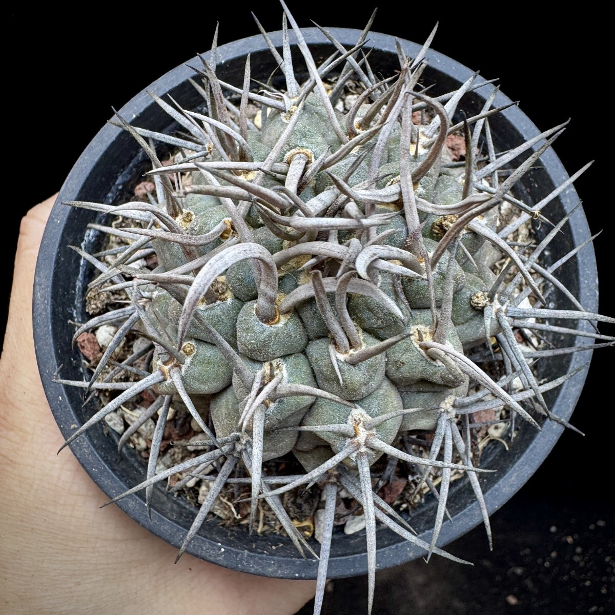 142A サボテン 多肉植物 ギムノカリキウム 守金魔天竜_画像4