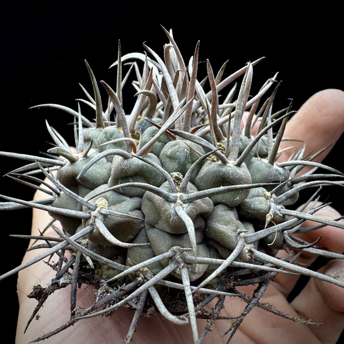 142A サボテン 多肉植物 ギムノカリキウム 守金魔天竜_画像5