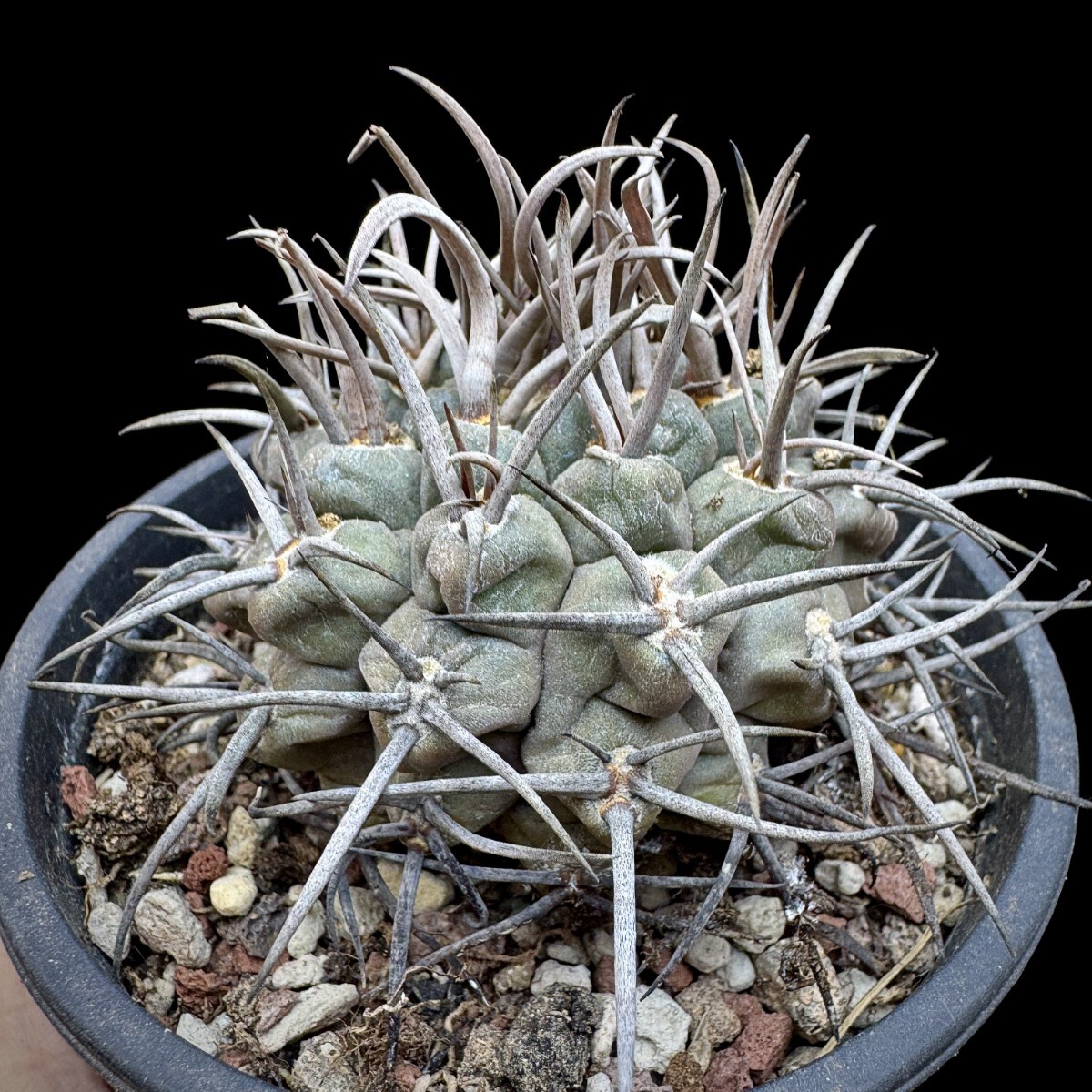 142A サボテン 多肉植物 ギムノカリキウム 守金魔天竜_画像6