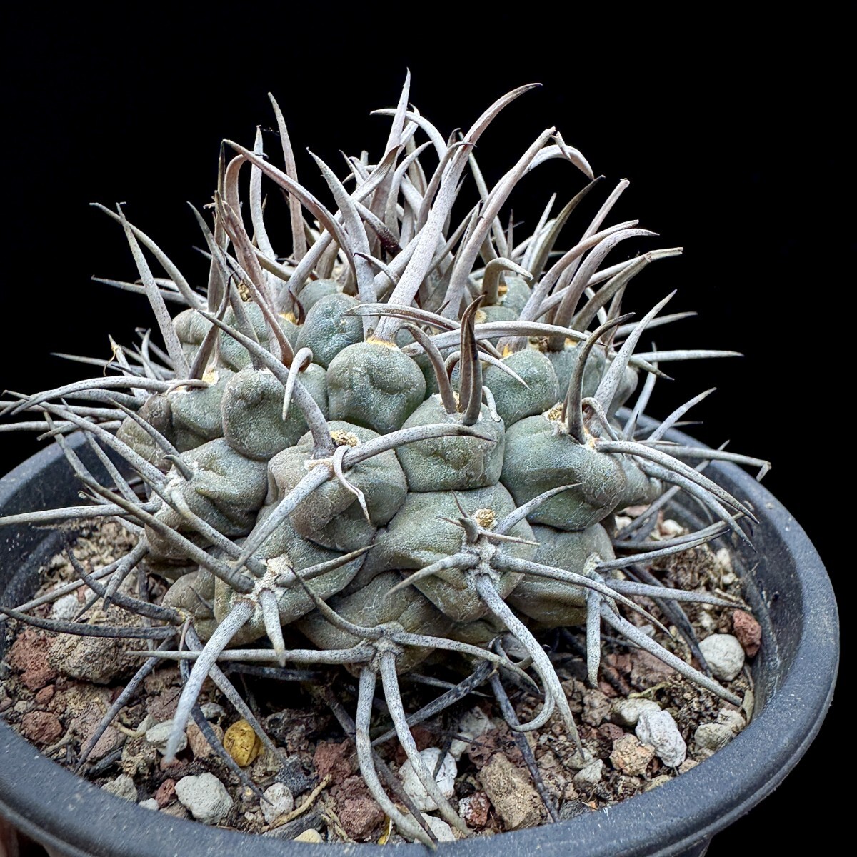 142A サボテン 多肉植物 ギムノカリキウム 守金魔天竜_画像7