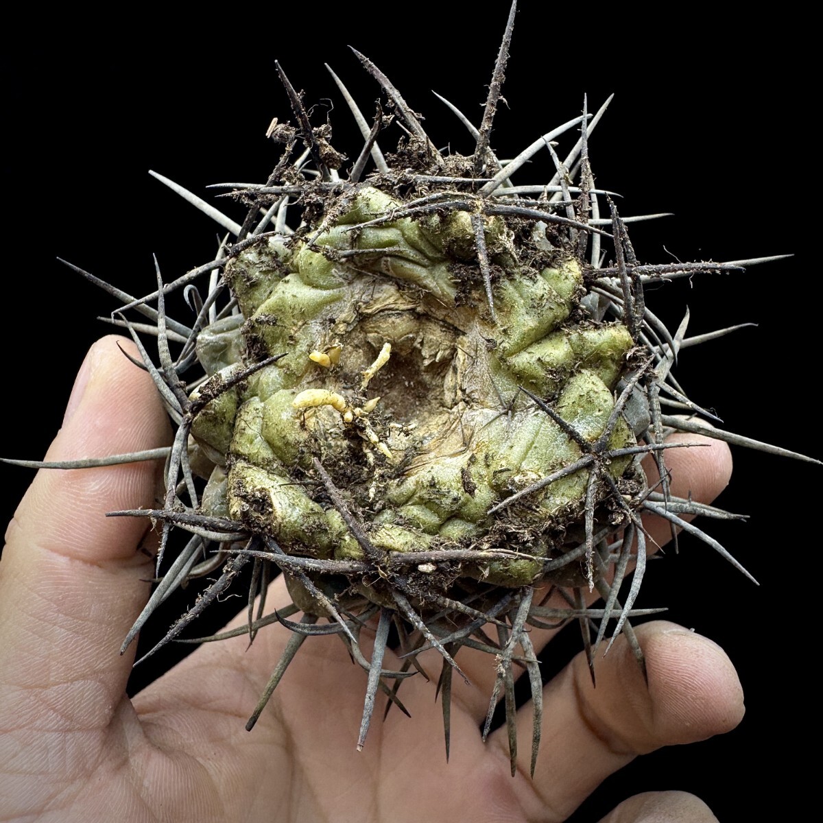 142A サボテン 多肉植物 ギムノカリキウム 守金魔天竜_画像8